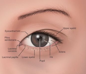 Albino Eyes, Epicanthic Fold, Create Character, Japanese Eyes, Eye Anatomy, Laser Eye Surgery, Basic Anatomy And Physiology, Eye Illustration, Eye Chart