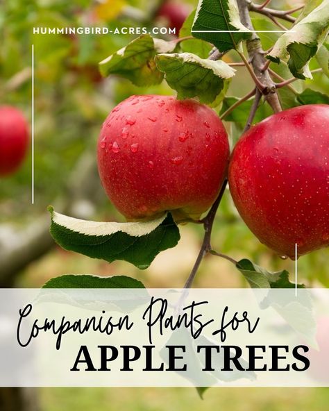 If you’re looking for the perfect companion plants to support your apple tree, then look no further! When companion planting with apple trees, it’s important to choose companion plants that will not compete for resources such as nutrients, water and space. Companion planting is a great way to keep your apple trees healthy and thriving. Companion planting involves pairing compatible plants together to encourage growth, discourage pests, and improve the soil quality in your apple orchard. Orchard Companion Planting, Apple Tree Companion Plants, Blueberry Companion Plants, Honeycrisp Apple Tree, Planting Apple Trees, Apple Tree Care, How To Harvest Cilantro, Companion Planting Chart, Fruit Tree Garden