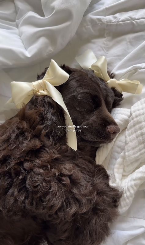 Cocker Spaniel Puppies Aesthetic, Golden Doodle With Hair Bows, Poodles With Bows, Brown Curly Puppy, Cocker Spaniel Coquette, Baby Farm Animals, Dog Mommy, Cute Animals Puppies, Cute Little Puppies