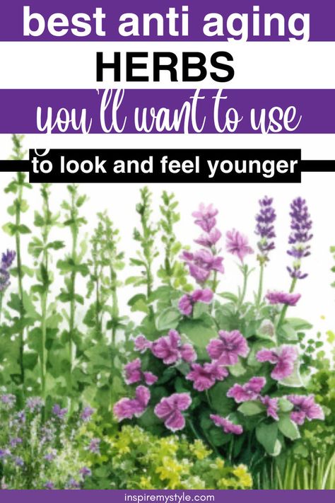 best herbs for anti aging