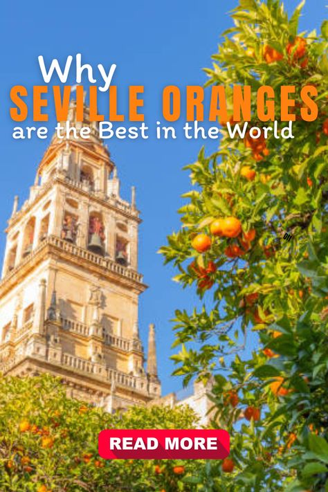 Many people think that Seville oranges are the greatest oranges in the world. These citrus fruits are distinctive in that they are cultivated only in Spain and have a bitter flavour and a thick peel. Why are Seville oranges so highly regarded? We'll discuss their distinctive flavour, health advantages, and culinary diversity. Seville Orange, Asian Street Food, World Trip, Citrus Fruits, Food Experiences, Food Culture, Food Festival, World Traveler, Seville