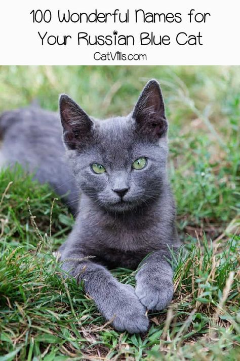 Looking for Russian Blue cat names? We've got you covered! We came up with 100 ideas for males and females inspired by their coloring and origin! Take a look! Blue Russian Kittens, Russian Blue Cat Kittens, Russian Blue Cat Personality, Blue Russian Cat, Grey Cat Names, Boy Cat Names, Girl Cat Names, Nebelung Cat, British Blue Cat