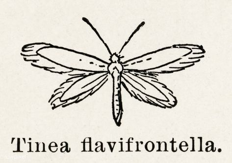 Public Domain | Gelechioid Moths (Tinea flavifrontella) from Moths and butterflies of the United States (1900) by Sherman F. Denton (1856-1937). Digitally enhanced from our own publication. Moth Insect, Moth Illustration, About Butterfly, Moths And Butterflies, Tasteful Tattoos, Butterfly Illustration, Scientific Illustration, Tarot Deck, Vintage Butterfly