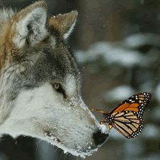 Wolf Asthetic Picture, Wolf Athestic, Wolf Butterfly, Wolf Love Aesthetic, Wolf And Butterfly Tattoo, Wolf And Butterfly, Wolf With Butterfly, Native American Spirit Animals, Wolves And Butterflies