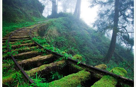 OVERGROWN RAILROAD TRACKS IN THE FOREST   Photograph by T.-C on Flickr   In this beautiful photograph by T.-C on Flickr, we visit the incredible Jiancing Historic Trail in Taipingshan National Forest in Taiwan. The trail was built along an old logging railway at an elevation of 1,950 meters (6,398 ft). According to T.-C, [...] Old Train, Train Tracks, Places And Spaces, Pretty Places, Abandoned Places, Landscaping Ideas, New Hampshire, Nature Beauty, In The Woods