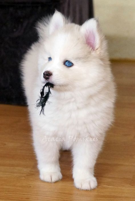 Miniature Husky Full Grown, Dog Station, Puppies With Blue Eyes, Pomsky Dog, Pomeranian Husky, Pomsky Puppies, Dog Breeding, Cutest Puppy Ever, Cute Husky