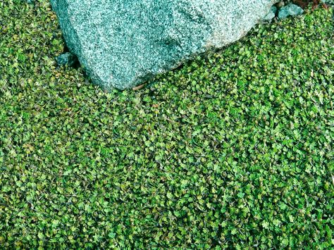 The moisture-loving Leptinella gruveri can withstand some morning light. It's an aggressive grower with tiny, pale fernlike leaves and small green-gold flowers in mid-spring.   ZONES 7-10 Ground Cover Flowers, Shady Border, Terrasse Design, Wholesale Plants, Fairy Garden Plants, Ground Covers, Ground Covering, Bulbs Indoor, Brass Buttons