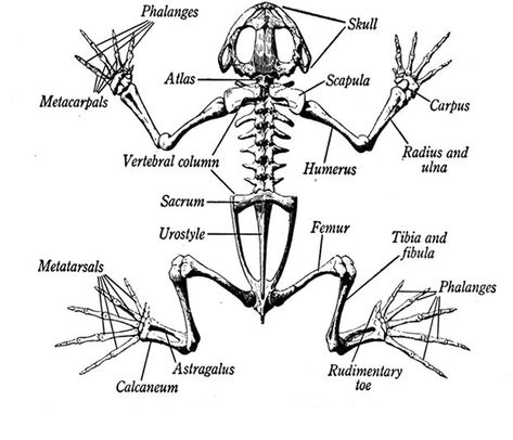 A diagram of the skeleton of a frog. Looking at how a Frogs bone structure is made up and what bones contribute to everyday life. Anatomy Coloring Pages, Skeletal Anatomy, Frog Dissection, Anatomy Coloring, Arm Bones, Anatomy Coloring Book, Skeleton Anatomy, Red Eyed Tree Frog, Skeleton Drawings