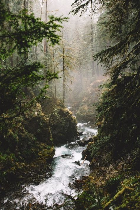 forest-river-mist-woods Olympic National Park, Alam Yang Indah, Nature Aesthetic, Pretty Places, Goa, In The Woods, Nature Beauty, Beautiful World, Beautiful Landscapes