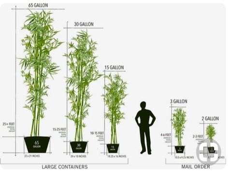 Bamboo Landscape, Privacy Plants, Patio Privacy, Privacy Landscaping, Bamboo Plant, Backyard Privacy, Garden Screening, Bamboo Garden, Bamboo Tree