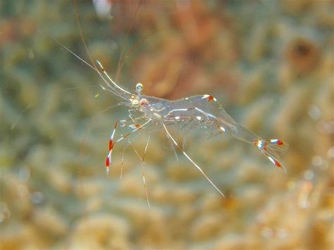 Ghost Shrimp Care | Fish Tank World Pet Ghost, What Is Ghosting, Ghost Shrimp, Cherry Shrimp, Shrimp Tank, Live Aquarium Plants, Freshwater Aquarium Fish, Live Aquarium, Cool Tanks