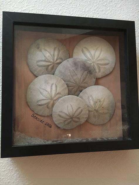 Sand Dollar Diy Projects, What To Do With Sand Dollars, Sand Dollar Display, Displaying Seashells, 3d Beach Art, Sand Dollar Craft, Seashell Ideas, Sand Dollar Art, Seashell Display