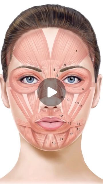 @beautyprocedures on Instagram‎: "Musculature of the face.  Wrinkles of the face (associated muscle).  Functional anatomy of the face.  The muscles of facial expression are unique in that they have soft tissue attachments to skin through the superficial muscular aponeurotic system, unlike most muscles, which have bony attachments (Figure 1 ). When facial muscles contract, the overlying skin also moves, forming dynamic wrinkles perpendicular to the direction of muscle contraction (Figure 2 ). Glabellar wrinkles, or frown lines, are vertical lines occurring between the medial aspects of the eyebrows. The muscles contributing to formation of frown lines are the glabellar complex depressor muscles, which include the corrugator supercilii, procerus, and depressor supercilii. Contraction of thes Face Muscles Anatomy, Facial Muscles Anatomy, Anatomy Of The Face, Functional Anatomy, Muscles Of Facial Expression, Face Construction, Skin Anatomy, Muscles Of The Face, Frown Lines