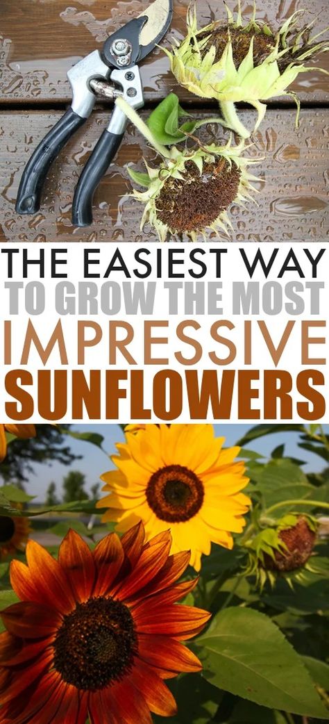 Sunflower Types, Sunflower Garden Ideas, Growing Sunflowers From Seed, Tiny Community, Sunflower Varieties, How To Grow Sunflowers, Garden Ideas Large, Grow Sunflowers, Perennial Sunflower