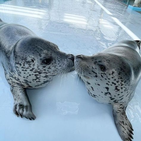 Seals In Love, Matching Seals Pfp, Seal Matching Pfp, Sea Lion Art, Funny Seals, Harp Seal, Cute Seals, Baby Seal, Twitter Funny