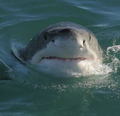 Great White Shark, Great White, Water, White