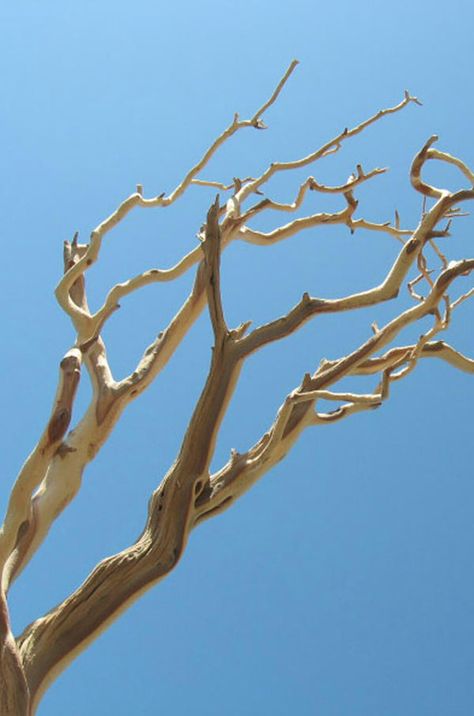 Tree branch crafts