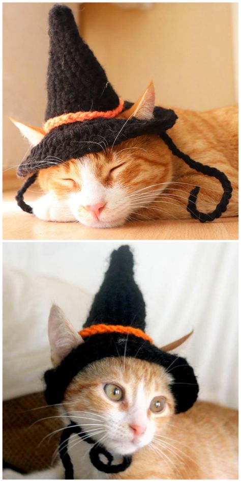 You’ll Love These Cute Halloween Hats For Cats Crochet Cat Witch Hat Pattern, Hats For Cats, Knit Halloween, Cat Hats, Crochet Cat Hat, Cats Halloween, Cat Patterns, Funky Hats, Halloween Hat