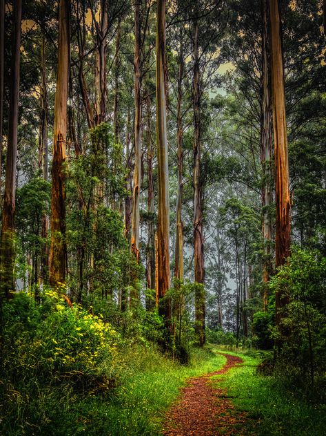 The Enchanted Forest, Forest Path, Road Less Traveled, Tall Trees, Tree Forest, Into The Woods, Beautiful Tree, Enchanted Forest, Mother Earth