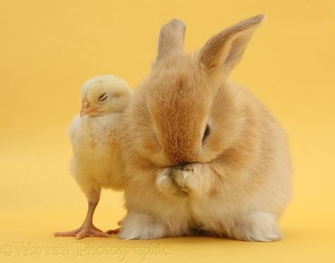 Rabbit Colors, Pig Art, Domestic Animals, Animals Photos, Game Birds, Silly Animals, Baby Chicks, Baby Art, Yellow Background