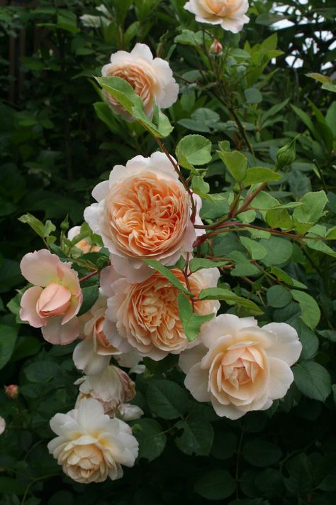 Crocus Rose 2012.05.24 Landscaping With Roses, Acrylic Flower Painting, Rose Trellis, Garden Gnomes, Hearts And Roses, David Austin Roses, David Austin, Love Garden, Pretty Roses