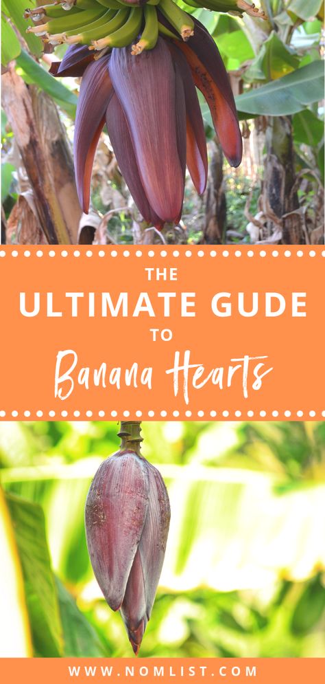 Looking at a banana tree, you will notice a teardrop-shaped purple flower sitting on the end of the cluster of the banana cluster. This purple flower is known as a banana blossom or a banana heart. This banana heart is edible and is used in Indian and Southeast Asian cooking. Banana hearts are rich in nutrients … Banana Flower Recipe, Cooking In Banana Leaves, Sticky Rice In Banana Leaves, Purple Banana Tree, Banana Harvesting, Banana Heart, Banana Seeds, Banana Health Benefits, Cooking Bananas