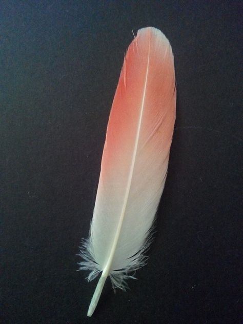 Found this yesterday.. Flamingo feather ? Flamingo Feathers, Flamingo Feather, Finding Feathers, Copic, Cute Wallpapers, Flamingo, Feathers, Flight, Australia