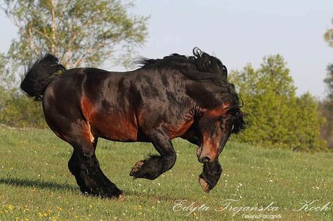 Ardennes Horse, Amazing Horses, Horse Pics, Draft Horse, Horse Inspiration, Big Horses, Most Beautiful Animals, All The Pretty Horses, Draft Horses