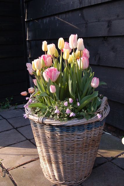 Spring Flowers In Pots, Tulip In Pots, Spring Bulb Planter Ideas, Spring Bulbs In Pots, Tulip Container Garden Pots, Tulips Potted, Spring Bulbs In Containers, Tulip Pots, Spring Flower Pots