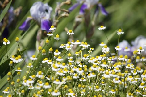 Chamomile tea is an age old remedy for many problems in gardens. Companion planting with chamomile is an even easier way to heal the garden. Learn more about what to plant with chamomile in this article. Planting Chamomile, Plant Companions, Tomatoes In Containers, Chamomile Plant, Companion Gardening, Garden Companion Planting, Growing Tomatoes In Containers, Tomato Garden, Urban Gardening