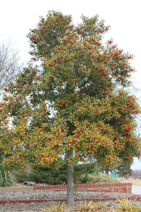 Foster Holly tree with red berries in the winter. Holly Trees Landscaping, Foster Holly, Red Tip Photinia, Holly Trees, American Holly, Holly Shrub, Cedrus Deodara, Thuja Plicata, Holly Bush