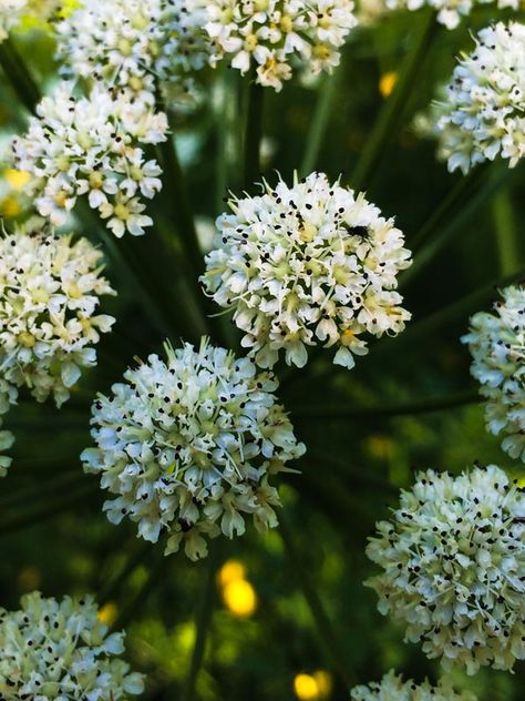 Little beings on Wild Angelica flower in the meadow Angelica Plant, Angelica Flower, Flower Varieties, Art Tattoos, The Meadows, Personal Project, Hormone Balancing, Body Art Tattoos, Body Art