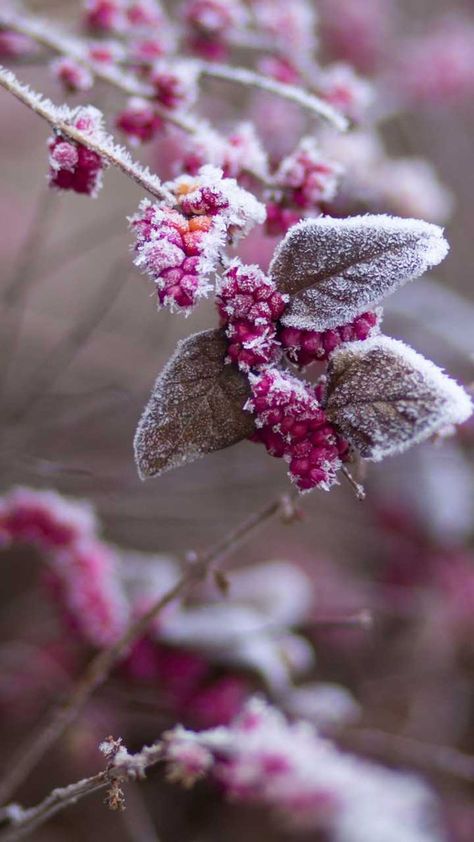 QHD Wallpapers na Twitterze: „Beautiful 😍 Image By: https://t.co/TNfuzyA5Xq #DownloadTheApp https://t.co/48dePLnQ6Y #leaves #plant #nature #pink #frozen #winter #snow #PhotoOfTheDay #QHDWallpapers #wallpapers #HDwallpapers #photography #wonderful #awesome #amazing #beautiful #Download https://t.co/YunPKHA3mv” / Twitter January Wallpaper, Free Wallpaper Backgrounds, Qhd Wallpaper, Nature Iphone Wallpaper, Pagan Rituals, Calendar Wallpaper, Wallpaper Nature Flowers, Best Iphone Wallpapers, Winter Wallpaper