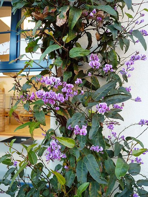 Australian Native Climbing Plants, Hardenbergia Violacea, Hyacinth Bean, Garden Renovation Ideas, Hyacinth Bean Vine, Pea Trellis, Patio Areas, Purple Hyacinth, Narrow Garden