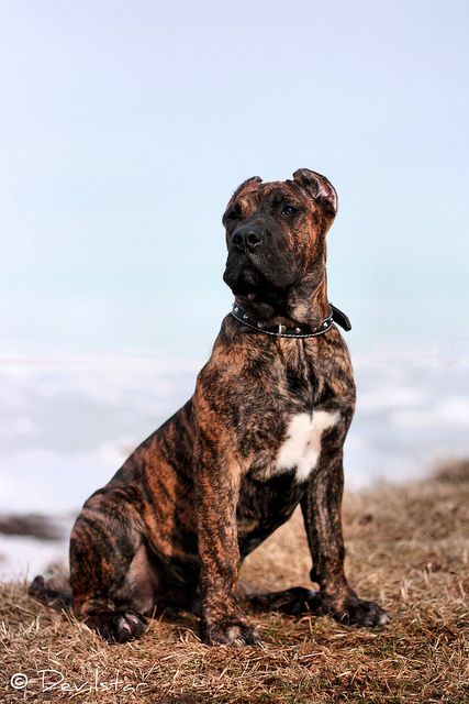 Presa Canario Puppy, Brindle Dog, Top Facts, Mastiff Dog Breeds, Presa Canario, 4 Months Old, Mastiff Dogs, Dog Line, Dog Wallpaper