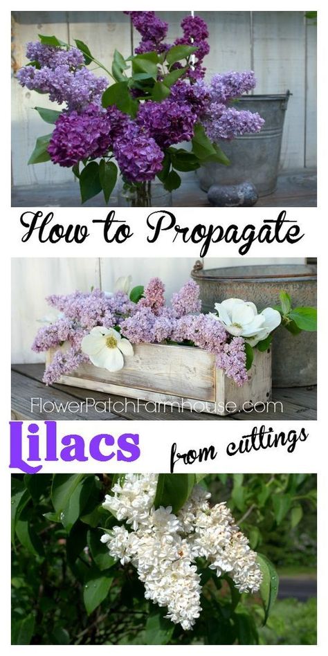 Flowers To Grow, Lilac Bushes, Flower Patch, Propagating Plants, Flowers Garden, Garden Diy, Growing Flowers, Lawn And Garden, Shade Garden