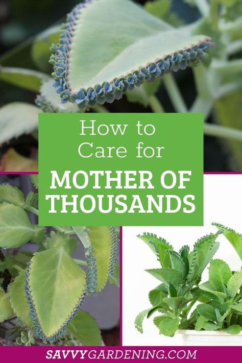 Mother of Thousands Plant: A Complete Grow Guide Mother Of Thousands Plant, Houseplant Ideas, Mother Of Thousands, Club Activities, Air Plants Care, Plant Benefits, Propagating Succulents, Growing Plants Indoors, Growing Succulents