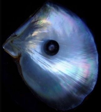 Here is your very own black pearl, shown in the shell of the black-lipped pearl oyster. May it help you find balance and harmony in your life. Photo courtesy Wikipedia. Dark Pearl Aesthetic, Black Pearl Aesthetic, Hsr Oc, Pearl Market, Pearl Aesthetic, Dark Pearl, Sea Nymph, Aqua Party, Pearl Oyster