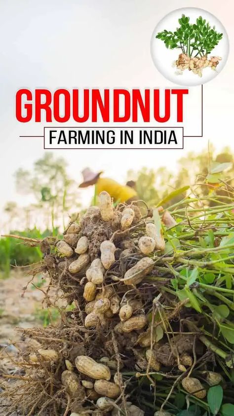 Groundnut Farming: A Guide to Growing This Profitable Crop Groundnut Farming, Crop Ideas, Crop Farming, Cash Crop, Soil Health, Soil Improvement, Best Practices, Soil, To Grow