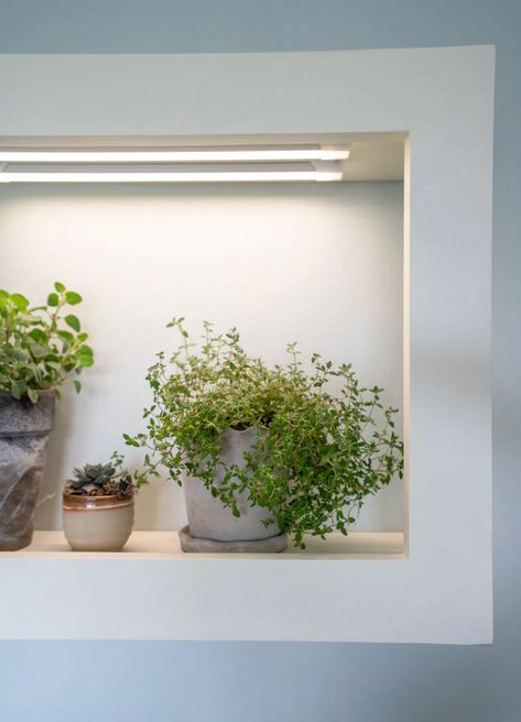 DIY Grow Frame Room Inspiration Bedroom Cozy, Grow Lights Diy, Wall Plants, Box Wood Shrub, Cute Bedroom, Herb Wall, Crazy Lady, Indoor Greenery, Plant Room