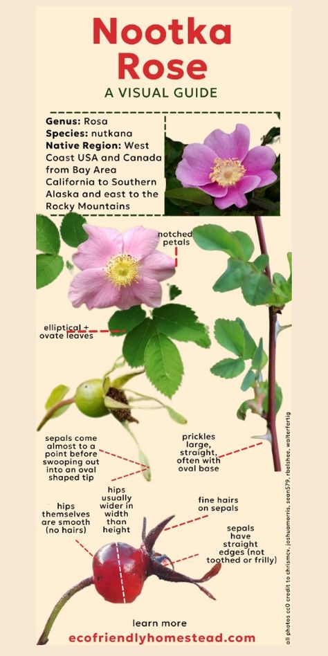 A visual guide to the Nootka Rose - the iconic wild rose of the west coast. Learn its regenerative abilities, its role in the ecosystem, and how to identify it as a nature enthusiast. Nootka Rose, Rosé Visual, Foraging Guide, Pnw Garden, Goat Care, Herb Garden Design, Plant Life Cycle, Bay Area California, Easy A