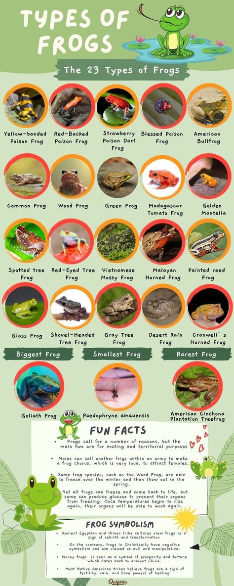 Frogs can be found just about anywhere and will more than likely stumble upon a frog’s home in your life. They come in a variety of shapes, sizes, and colors and every frog species has its own cool and unique features. Some may be poisonous, and some may even be transparent. Check out Outforia's latest article to know more about the 23 different types of frogs you can't miss. Different Types Of Frogs, Types Of Frogs, Frog Facts, Frog Habitat, Common Frog, Monarch Butterfly Garden, Frog Species, Amazing Frog, Pet Frogs