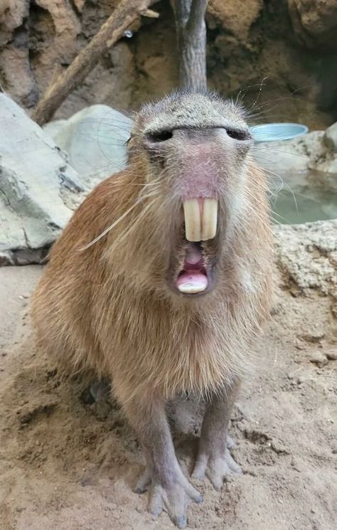 (14) What kind of animal is this : confusing_perspective Capybara Pet, Animal Noses, Tattoo Nature, Animals Tattoo, Animal Halloween Costumes, Animal Sketches, Cute Birds, Animal Tshirt, Animal Wallpaper