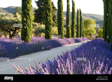 Download this stock image: Driveway lined with thick lavender and cypress trees - C165RX from Alamy's library of millions of high resolution stock photos, illustrations and vectors. Front Entry Landscaping, Ranch Entrance Ideas, Lined Driveway, Long Driveway, Provence Garden, Tree Lined Driveway, Planting Design, Driveway Landscaping, Long Driveways