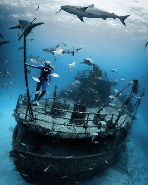 Shark diving to see this sunken vessel Underwater Shipwreck, Sunken City, Fauna Marina, Shark Diving, Abandoned Ships, Water Adventure, Free Diving, Underwater Photos, Ocean Conservation