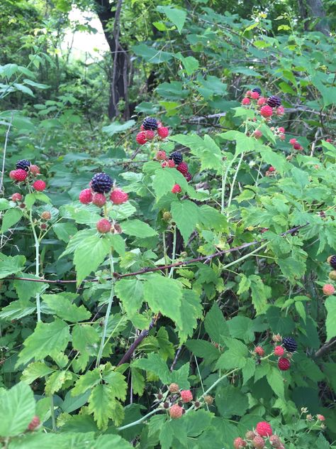 “Follow the black dots,” he said. Into the woods and the bramble patch where a tremendous harvest of wild black raspberries lay before us. We were outfitted in long pants and long sleeves to avoid … Wild Raspberry Bush, Black Raspberry Recipes, Black Raspberry Jam, Muscadine Vine, Black Raspberries, Raspberry Bush, Raspberry Plants, Raspberry Fruit, Black Raspberry