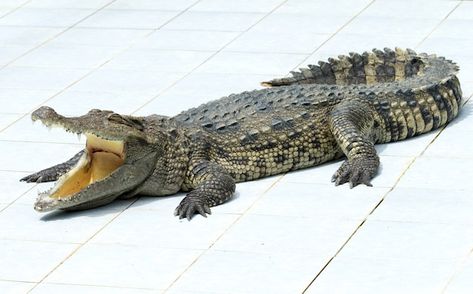 Alligators Art, Design Symbols, Creative Icon, Icons Design, Premium Photo, Reptiles, Alligator, Icon Design, Animals