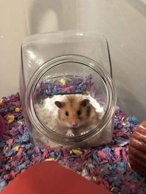 Hamster Sand Bath Diy, Hamster Sand Bath, Hamster Ideas, Hamster Diy, Hamster Life, Pygmy Hedgehog, Hamster Habitat, Hamster Care, Rat Cage