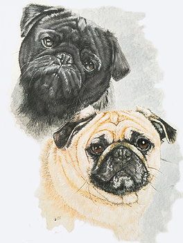 Barbara Keith - Pugs Pug Tattoo, Pug Illustration, Black Pug Puppies, Painting Dogs, Dog Drawings, Pugs And Kisses, Pug Art, Pug Dogs, Black Pug