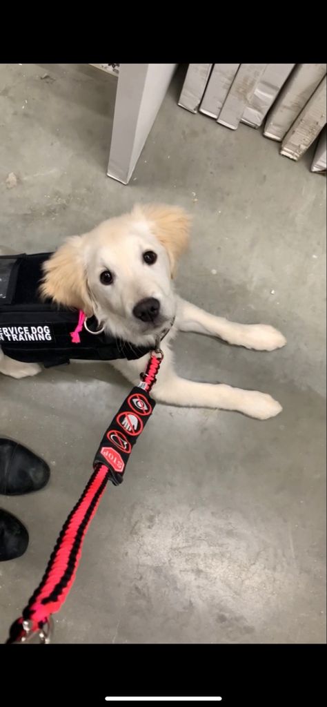 Service Dog Aesthetic, Dog Training Aesthetic, Service Dog Gear, Service Dog In Training, Psychiatric Service Dog, Dog Days Are Over, Service Dogs Gear, Service Dog Training, Dogs Stuff